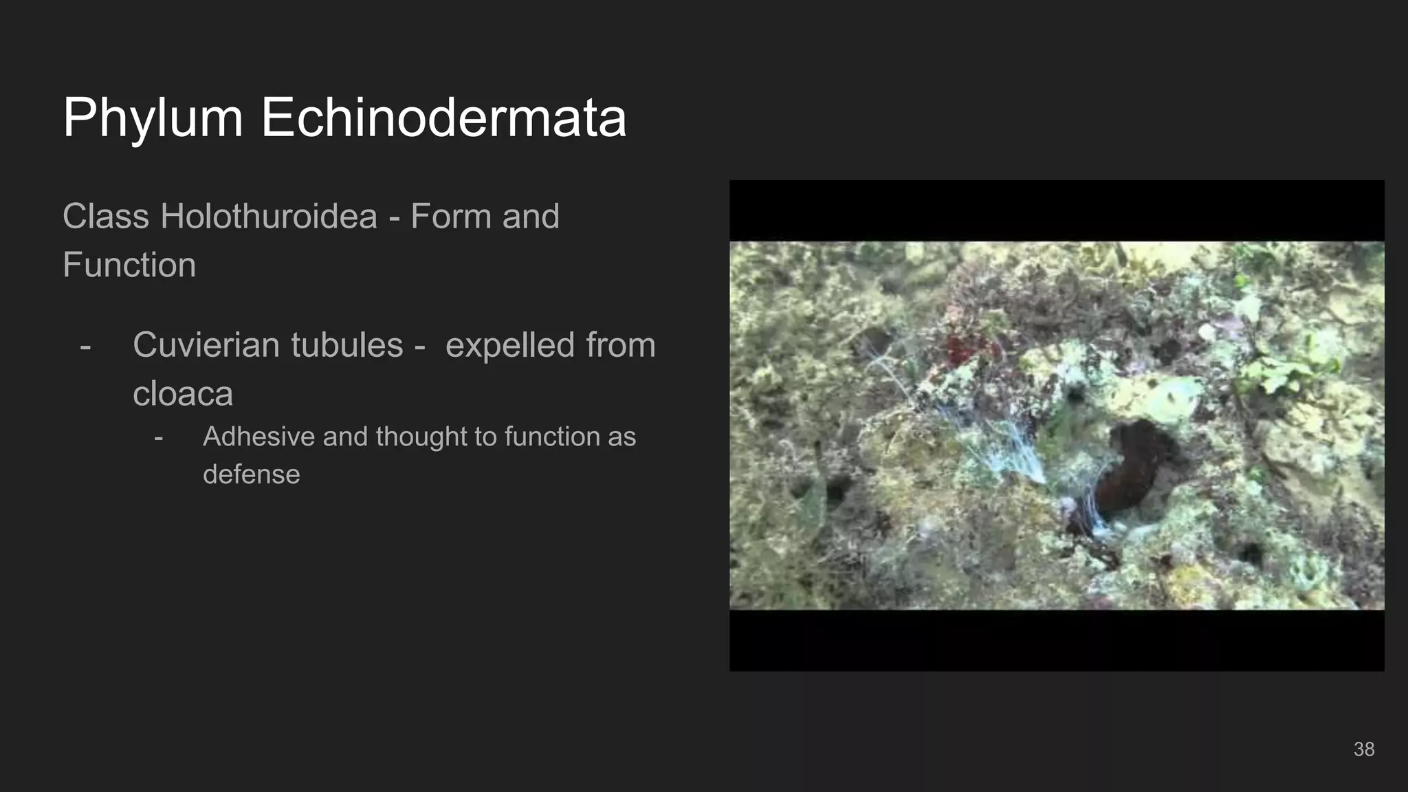 Phylum Echinodermata
Class Holothuroidea - Form and
Function
- Cuvierian tubules - expelled from
cloaca
- Adhesive and thought to function as
defense
38
 