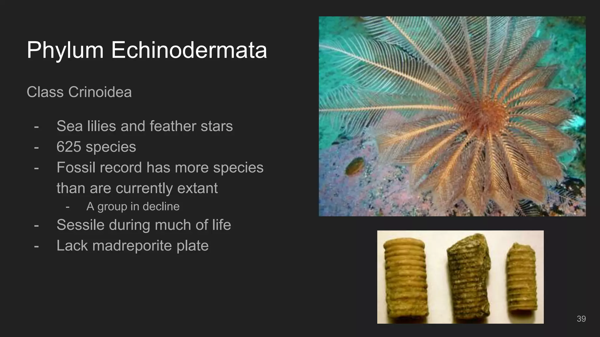 Phylum Echinodermata
Class Crinoidea
- Sea lilies and feather stars
- 625 species
- Fossil record has more species
than are currently extant
- A group in decline
- Sessile during much of life
- Lack madreporite plate
39
 