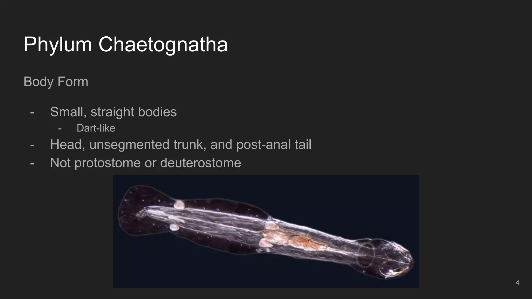 Phylum Chaetognatha
Body Form
- Small, straight bodies
- Dart-like
- Head, unsegmented trunk, and post-anal tail
- Not protostome or deuterostome
4
 