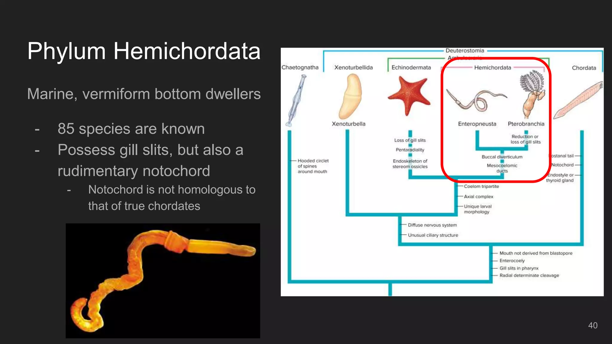 Phylum Hemichordata
Marine, vermiform bottom dwellers
- 85 species are known
- Possess gill slits, but also a
rudimentary notochord
- Notochord is not homologous to
that of true chordates
40
 