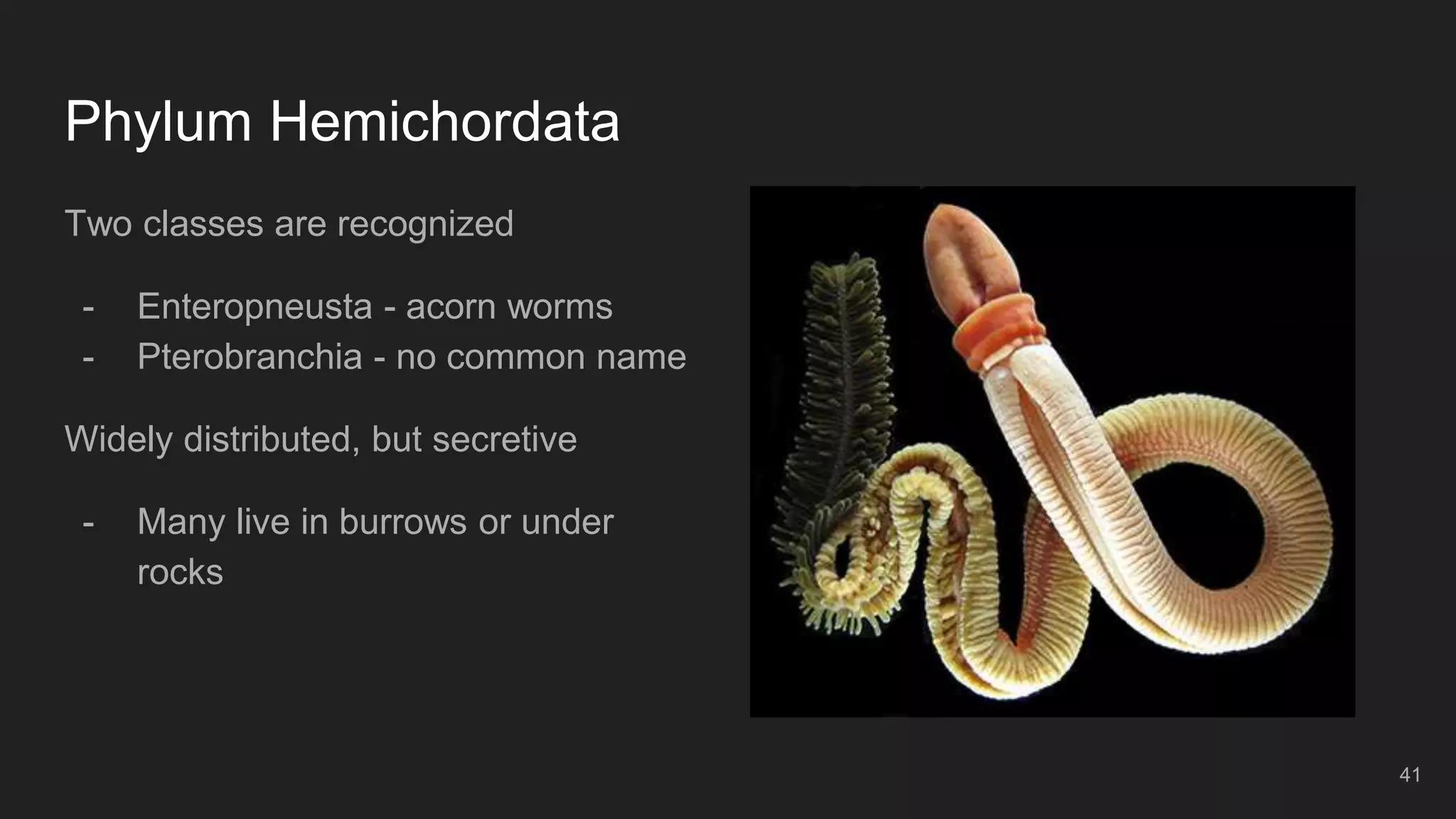 Phylum Hemichordata
Two classes are recognized
- Enteropneusta - acorn worms
- Pterobranchia - no common name
Widely distributed, but secretive
- Many live in burrows or under
rocks
41
 