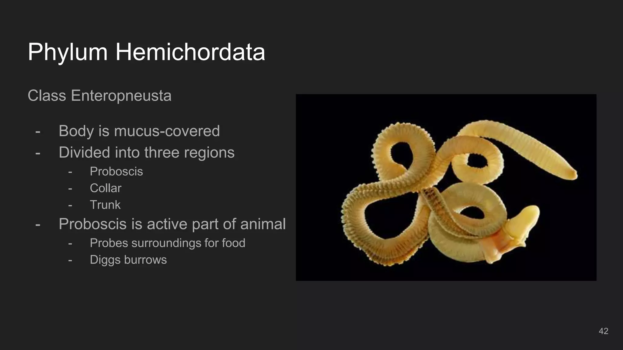 Phylum Hemichordata
Class Enteropneusta
- Body is mucus-covered
- Divided into three regions
- Proboscis
- Collar
- Trunk
- Proboscis is active part of animal
- Probes surroundings for food
- Diggs burrows
42
 