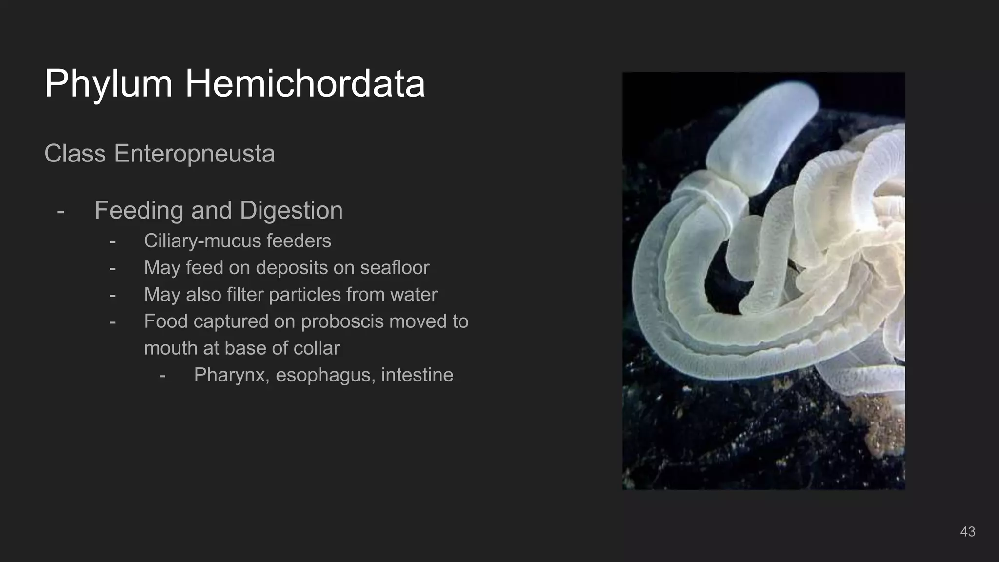 Phylum Hemichordata
Class Enteropneusta
- Feeding and Digestion
- Ciliary-mucus feeders
- May feed on deposits on seafloor
- May also filter particles from water
- Food captured on proboscis moved to
mouth at base of collar
- Pharynx, esophagus, intestine
43
 