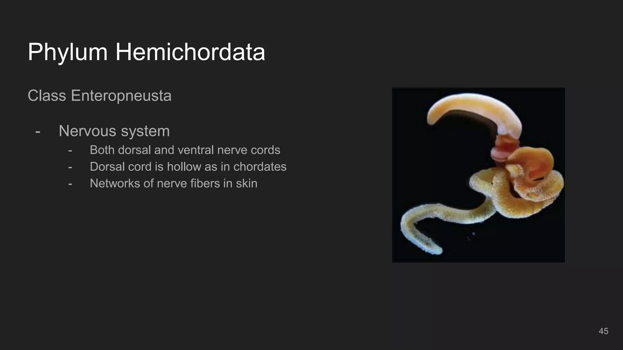 Phylum Hemichordata
Class Enteropneusta
- Nervous system
- Both dorsal and ventral nerve cords
- Dorsal cord is hollow as in chordates
- Networks of nerve fibers in skin
45
 