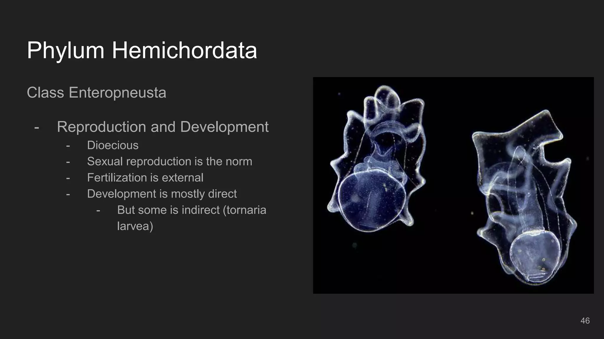 Phylum Hemichordata
Class Enteropneusta
- Reproduction and Development
- Dioecious
- Sexual reproduction is the norm
- Fertilization is external
- Development is mostly direct
- But some is indirect (tornaria
larvea)
46
 