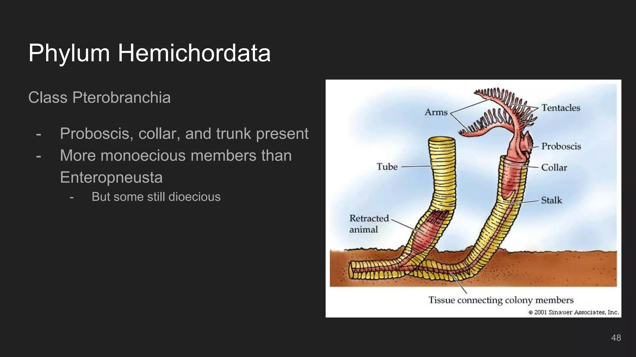 Phylum Hemichordata
Class Pterobranchia
- Proboscis, collar, and trunk present
- More monoecious members than
Enteropneusta
- But some still dioecious
48
 