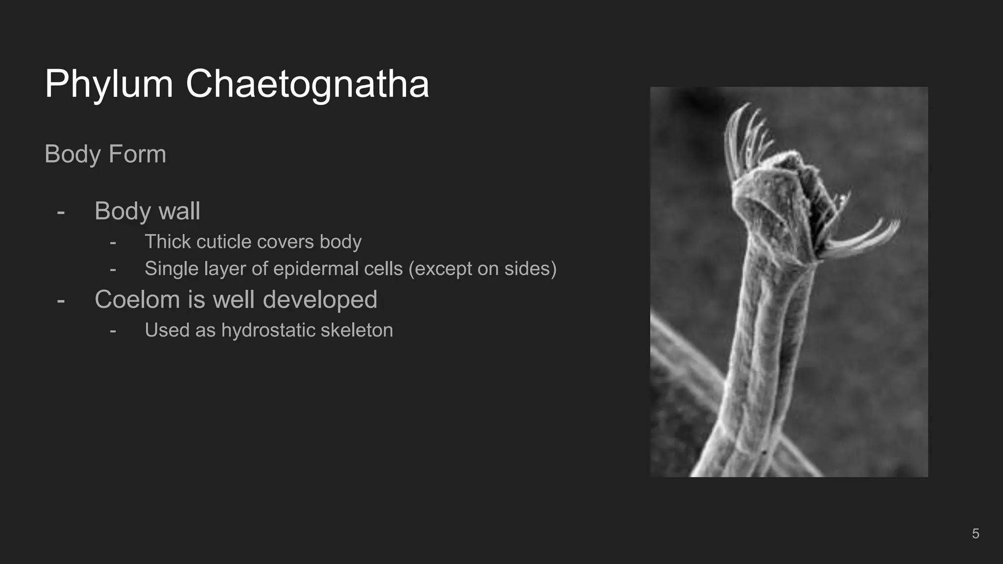 Phylum Chaetognatha
Body Form
- Body wall
- Thick cuticle covers body
- Single layer of epidermal cells (except on sides)
- Coelom is well developed
- Used as hydrostatic skeleton
5
 