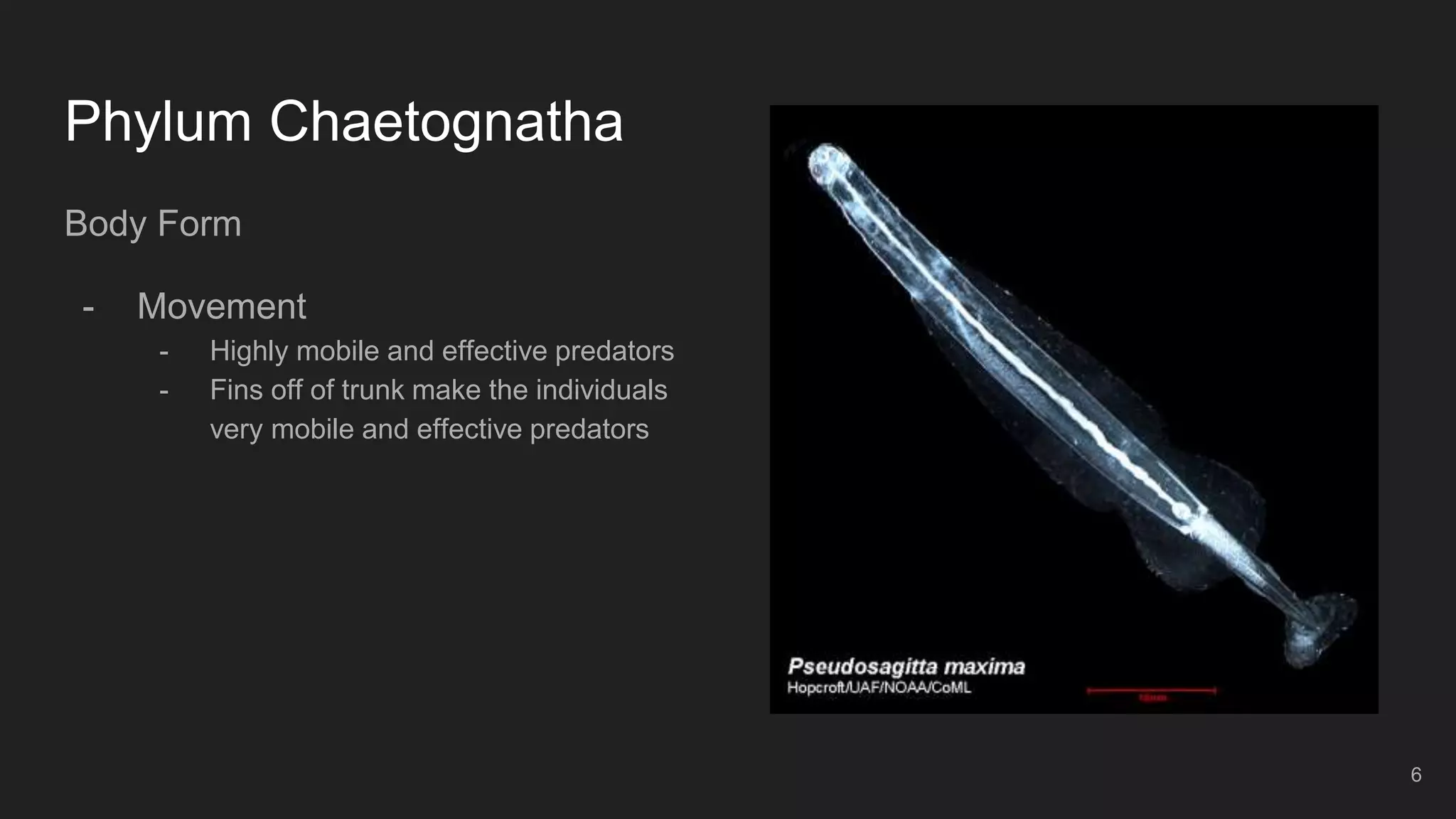 Phylum Chaetognatha
Body Form
- Movement
- Highly mobile and effective predators
- Fins off of trunk make the individuals
very mobile and effective predators
6
 