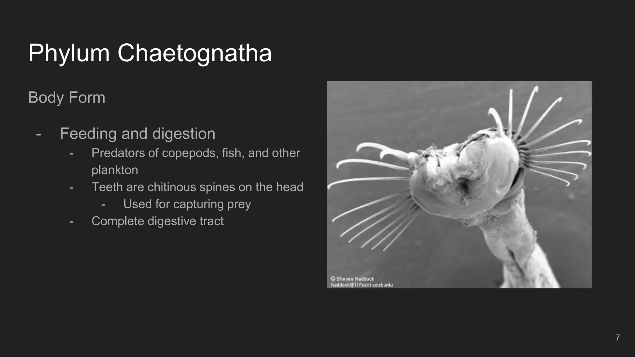 Phylum Chaetognatha
Body Form
- Feeding and digestion
- Predators of copepods, fish, and other
plankton
- Teeth are chitinous spines on the head
- Used for capturing prey
- Complete digestive tract
7
 