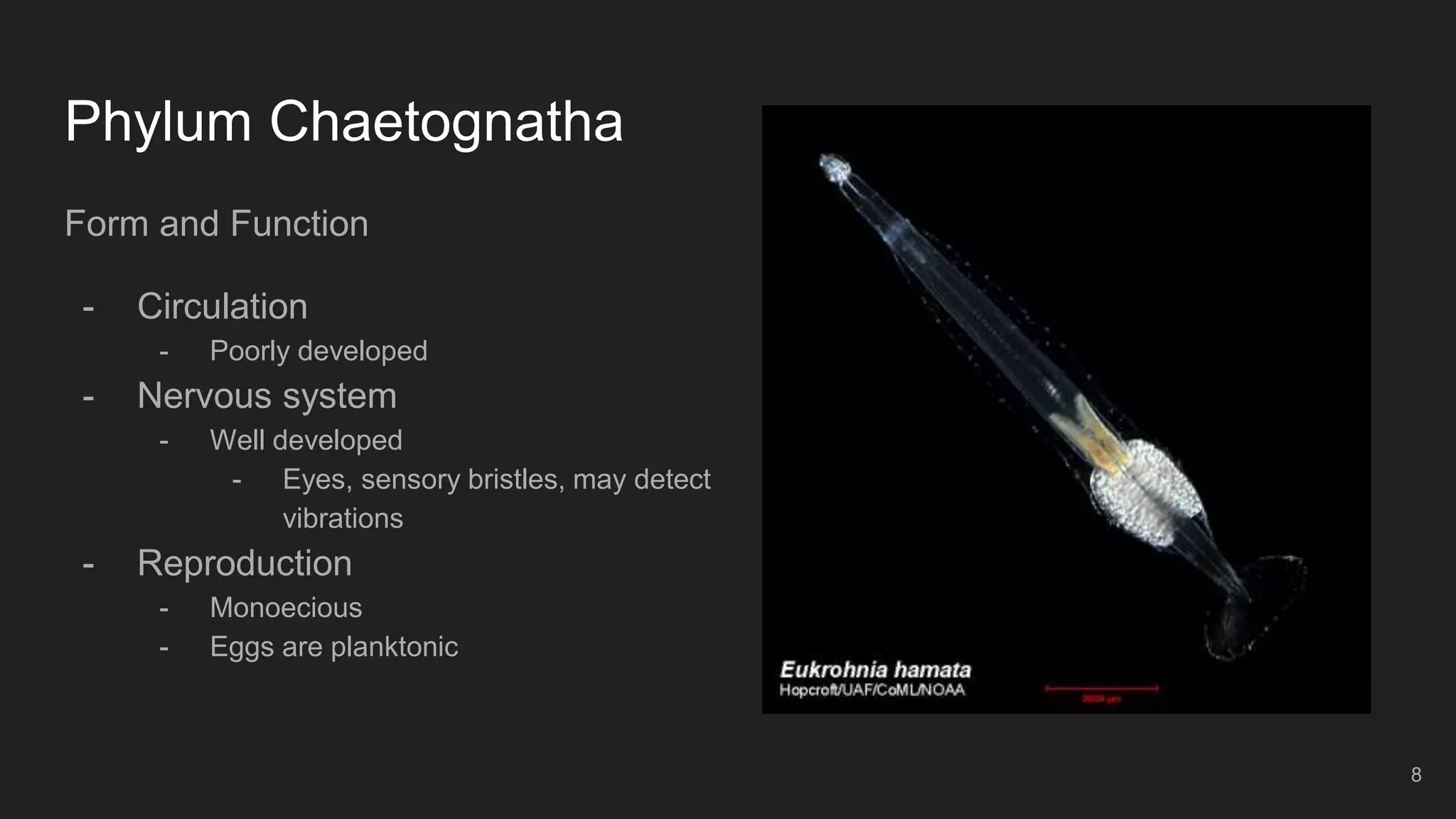 Phylum Chaetognatha
Form and Function
- Circulation
- Poorly developed
- Nervous system
- Well developed
- Eyes, sensory bristles, may detect
vibrations
- Reproduction
- Monoecious
- Eggs are planktonic
8
 