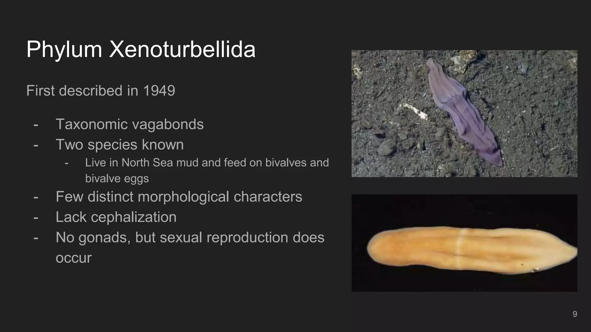 Phylum Xenoturbellida
First described in 1949
- Taxonomic vagabonds
- Two species known
- Live in North Sea mud and feed on bivalves and
bivalve eggs
- Few distinct morphological characters
- Lack cephalization
- No gonads, but sexual reproduction does
occur
9
 
