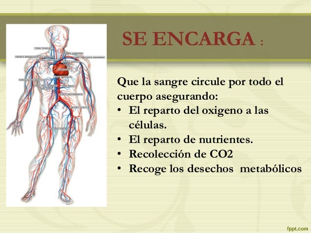 SISTEMA CIRCULATORIO