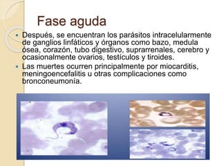 Fase aguda
 Después, se encuentran los parásitos intracelularmente
de ganglios linfáticos y órganos como bazo, medula
ósea, corazón, tubo digestivo, suprarrenales, cerebro y
ocasionalmente ovarios, testículos y tiroides.
 Las muertes ocurren principalmente por miocarditis,
meningoencefalitis u otras complicaciones como
bronconeumonía.
 