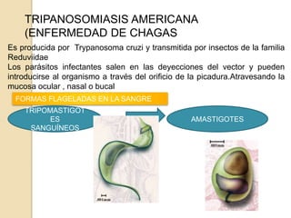 TRIPANOSOMIASIS AMERICANA
(ENFERMEDAD DE CHAGAS
Es producida por Trypanosoma cruzi y transmitida por insectos de la familia
Reduviidae
Los parásitos infectantes salen en las deyecciones del vector y pueden
introducirse al organismo a través del orificio de la picadura.Atravesando la
mucosa ocular , nasal o bucal
FORMAS FLAGELADAS EN LA SANGRE
TRIPOMASTIGOT
ES
SANGUÍNEOS
AMASTIGOTES
 