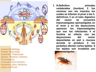 Insecto hemátofago
Familia: Reduviidae
Subfamilia: Triatominae
Género: Rhodnius Triatoma
Panstrongylus
Conocido como chinches
besadores ,pitos, barbeiros,
chipos,vinchucas
1. H.Definitivo animales
vertebrados (hombre) 2 los
vectores son los insectos los
cuales se infectan al picar a los h.
definitivos 3 en el tubo digestivo
del vector se encuentra
tripomastigotes epimastigotes en
el recto y en las deyecciones
aparecen los tripomastigotes
que son los infectantes 4 el
hombre se infecta con las
deyecciones del vector
depositadas en piel o mucosa
durante la picadura 5 los
parásitos afectan varios tejidos 6
los tejidos son invadidos por
tripomastigotes
 
