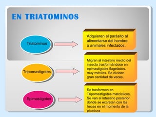 EN TRIATOMINOS Triatominos Adquieren el parásito al alimentarse del hombre o animales infectados. Tripomastigotes Migran al intestino medio del insecto trasformándose en epimastigotes flagelados, muy móviles. Se dividen gran cantidad de veces. Epimastigotes  Se trasforman en Tripomastigotes matcíclicos. Se van al intestino posterior donde se excretan con las heces en el momento de la picadura 