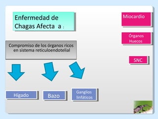 Compromiso de los órganos ricos en sistema reticuloendotelial Ganglios linfáticos Hígado Bazo   SNC Miocardio Órganos Huecos  Enfermedad de Chagas Afecta  a  :  