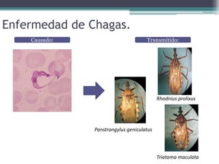 Enfermedad de Chagas.
Causado: Transmitido:
Rhodnius prolixus
Panstrongylus geniculatus
Triatoma maculata
 