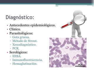 Diagnóstico:
• Antecedentes epidemiológicos.
• Clínico.
• Parasitológicos:
▫ Gota gruesa.
▫ Método de Strout.
▫ Xenodiagnóstico.
▫ PCR.
• Serológicos:
▫ ElISA.
▫ Inmunofluorescencia.
▫ Hemaglutinación.
 