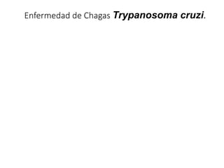 Enfermedad de Chagas Trypanosoma cruzi.
 