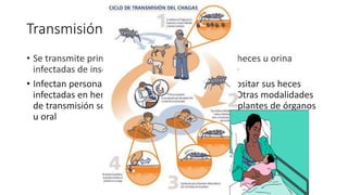 Transmisión
• Se transmite principalmente por contacto con las heces u orina
infectadas de insectos que se alimentan de sangre
• Infectan personas expuestas a su picadura, al depositar sus heces
infectadas en heridas de la piel o sobre mucosas. Otras modalidades
de transmisión son transfusional, congénita, transplantes de órganos
u oral
 