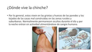 ¿Dónde vive la chinche?
• Por lo general, estos viven en las grietas y huecos de las paredes y los
tejados de las casas mal construidas en las zonas rurales y
suburbanas. Normalmente permanecen ocultos durante el día y por
la noche entran en actividad alimentándose de sangre humana.
 