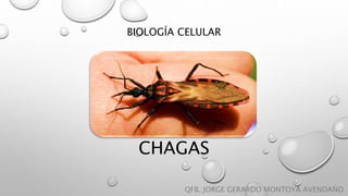 CHAGAS
QFB. JORGE GERARDO MONTOYA AVENDAÑO
BIOLOGÍA CELULAR
 
