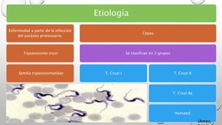 Etiología
Enfermedad a partir de la infección
del parásito protozoario.
Trypanosoma cruzi
familia tripanosomatidae
Cepas
Se clasifican en 2 grupos
T. Cruzi I T. Cruzi II
T. Cruzi IIa
Huesped
(Ames,
 