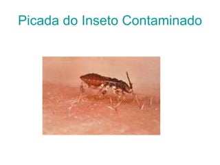 Picada do Inseto Contaminado 