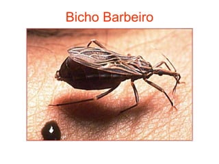 Bicho Barbeiro 