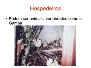 Hospedeiros Podem ser animais  vertebrados como o Gamba 