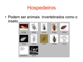 Hospedeiros Podem ser animais  invertebrados como o inseto  