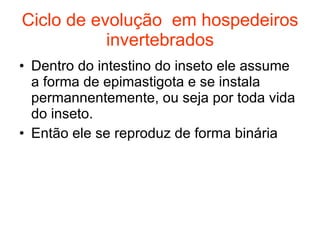 Ciclo de evolução  em hospedeiros invertebrados Dentro do intestino do inseto ele assume a forma de epimastigota e se instala permannentemente, ou seja por toda vida do inseto. Então ele se reproduz de forma binária 