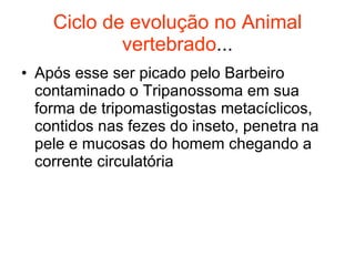 Ciclo de evolução no Animal vertebrado ... Após esse ser picado pelo Barbeiro contaminado o Tripanossoma em sua forma de tripomastigostas metacíclicos, contidos nas fezes do inseto, penetra na pele e mucosas do homem chegando a corrente circulatória 