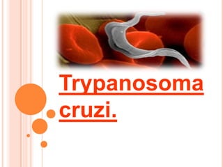 Trypanosoma
cruzi.
 