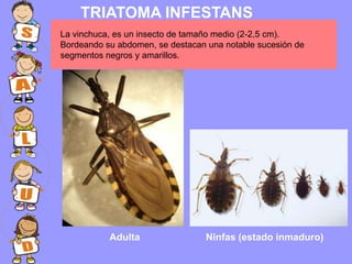 Vinchuca Insecto Chagas | PPT
