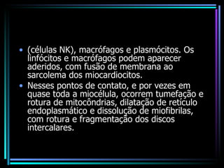 (células NK), macrófagos e plasmócitos. Os linfócitos e macrófagos podem aparecer aderidos, com fusão de membrana ao sarcolema dos miocardiocitos.  Nesses pontos de contato, e por vezes em quase toda a miocélula, ocorrem tumefação e rotura de mitocôndrias, dilatação de retículo endoplasmático e dissolução de miofibrilas, com rotura e fragmentação dos discos intercalares. 