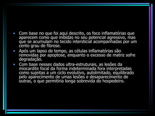 Com base no que foi aqui descrito, os foco inflamatórias que aparecem como que inibidas no seu potencial agressivo, mas que se acumulam no tecido intersticial acompanhadas por um cento grau de fibrose.  Após um lapso de tempo, as células inflamatórias são removidas por apoptose, enquanto o excesso de matriz sofre degradação.  Com base nesses dados ultra-estruturais, as lesões da miocardite focal da forma indeterminada fora interpretadas como sujeitas a um ciclo evolutivo, autolimitado, equilibrado pelo aparecimento de umas lesões e desaparecimento de outras, o que permitiria longa sobrevida do hospedeiro. 