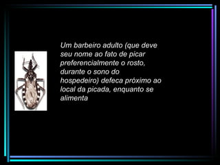 Um barbeiro adulto (que deve seu nome ao fato de picar preferencialmente o rosto, durante o sono do hospedeiro) defeca próximo ao local da picada, enquanto se alimenta 