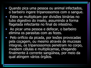 Quando pica uma pessoa ou animal infectados, o barbeiro ingere tripanossomos com o sangue. Estes se multiplicam por divisões binárias no tubo digestivo do inseto, assumindo a forma flagelada infectante no final do intestino. Ao picar uma pessoa e defecar, o barbeiro elimina os parasitas com as fezes. Pelo orifício da picada, por lesões provocadas pela coçagem, ou mesmo através de mucosas íntegras, os tripanossomos penetram no corpo, invadem células e multiplicamse, chegando finalmente à corrente sangüínea, por meio da qual atingem vários órgãos. 