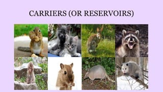 CARRIERS (OR RESERVOIRS)
 