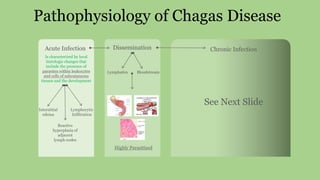 Pathophysiology of Chagas Disease
Acute Infection Chronic InfectionDissemination
Is characterized by local
histologic changes that
include the presence of
parasites within leukocytes
and cells of subcutaneous
tissues and the development
Interstitial
edema
Reactive
hyperplasia of
adjacent
lymph nodes
Lymphocytic
Infiltration
Lymphatics Bloodstream
Highly Parasitized
See Next Slide
 