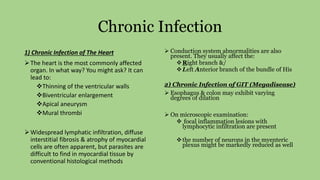 Chronic Infection
1) Chronic Infection of The Heart
The heart is the most commonly affected
organ. In what way? You might ask? It can
lead to:
Thinning of the ventricular walls
Biventricular enlargement
Apical aneurysm
Mural thrombi
Widespread lymphatic infiltration, diffuse
interstitial fibrosis & atrophy of myocardial
cells are often apparent, but parasites are
difficult to find in myocardial tissue by
conventional histological methods
 Conduction system abnormalities are also
present. They usually affect the:
Right branch &/
Left Anterior branch of the bundle of His
2) Chronic Infection of GIT (Megadisease)
 Esophagus & colon may exhibit varying
degrees of dilation
 On microscopic examination:
 focal inflammation lesions with
lymphocytic infiltration are present
the number of neurons in the myenteric
plexus might be markedly reduced as well
 