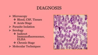 DIAGNOSIS
 Microscopy
 Blood, CSF, Tissues
 Acute Stage
 Parasite Isolation
 Serology
 Indirect
Immunofluorescence,
ELISA
 Chronic Stage
 Molecular Techniques
 