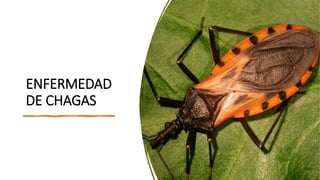 ENFERMEDAD
DE CHAGAS
 