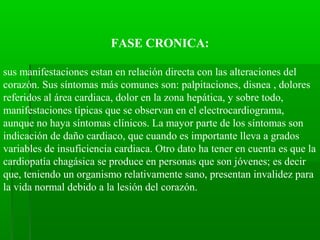 FASE CRONICA:
sus manifestaciones estan en relación directa con las alteraciones del
corazón. Sus síntomas más comunes son: palpitaciones, disnea , dolores
referidos al área cardiaca, dolor en la zona hepática, y sobre todo,
manifestaciones típicas que se observan en el electrocardiograma,
aunque no haya síntomas clínicos. La mayor parte de los síntomas son
indicación de daño cardiaco, que cuando es importante lleva a grados
variables de insuficiencia cardiaca. Otro dato ha tener en cuenta es que la
cardiopatía chagásica se produce en personas que son jóvenes; es decir
que, teniendo un organismo relativamente sano, presentan invalidez para
la vida normal debido a la lesión del corazón.
 