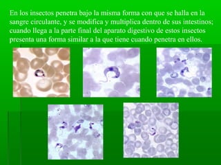 En los insectos penetra bajo la misma forma con que se halla en la
sangre circulante, y se modifica y multiplica dentro de sus intestinos;
cuando llega a la parte final del aparato digestivo de estos insectos
presenta una forma similar a la que tiene cuando penetra en ellos.
 