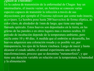 ¿Quién la Transmite?
En la cadena de transmisión de la enfermedad de Chagas hay un
intermediario, el insecto vector, en América se conocen varias
especies capaces de transmitir la infección a través de sus
deyecciones; por ejemplo el Triatoma infestam que como todo insecto,
es ovíparo. La hembra pone hasta 200 huevecitos de forma elíptica, de
color claro, de alrededor de 1mm de largo, que tiene una tapita
llamada opérculo. Estos huevos son depositados en la tierra, en las
grietas de las paredes o en otros lugares mas o menos ocultos. El
periodo de incubación depende de la temperatura ambiente, pero
oscila entre 10 y 40 días. A medida que el embrión se desarrolla, los
huevos adquieren una coloración rosada y es posible ver, por
transparencia, los ojos de la futura vinchuca. Luego de nacer y hasta
alcanzar el estado adulto, el animal experimenta una serie de
transformaciones, proceso que se denomina "metamorfosis", y que
tiene una duración variable en relación con la temperatura, la humedad
y la alimentación
 