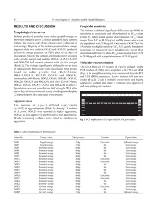 14                                            P. Chowdappa, H. Sandhya and B. Reddi Bhargavi

RESULTS AND DISCUSSION                                                  Fungicidal sensitivity
                                                                        The isolates exhibited significant differences (p<0.05) in
Morphological characters                                                sensitivity to mancozeb and chlorothalonil in EC50 values
Isolates produced colonies were either greyish orange or                (Table 3). When tested against chlorothalonil, EC50 values
brownish orange in color. Colonies generally had a cottony              ranged from 3.07 to 48.30 µg/ml, and the mean value across
texture, the reverse side of the colonies were yellowish or             the population was 22.90 µg/ml. One isolate (OOA17) of the
dark orange. Majority of the isolates produced dark orange              19 isolates was highly sensitive (EC50 3.07 µg/ml). Population
pigment while two isolates (OOA2 and OOA29) produced                    responses to mancozeb were substantially lower than
yellowish orange pigment on PDA after seven days of                     chlorothalonil (Table 3). Mean EC50 values ranged from 33.22
inoculation. Most of the cultures exhibited cottony colonies            to 76.90 µg/ml with a population mean of 51.69 µg/ml.
with circular margin and isolates OOA2, OOA3, OOA25
and OOA250 had smooth colonies with circular margin                     Molecular characterization
(Table.2). The isolates significantly differed in seven days            The DNA from all 19 isolates of A.porri yielded single
of radial growth. The isolates were classified as three groups          PCR product of 560bp when amplified with ITS1 and ITS4
based on radial growth; fast (46.0-53.6mm,                              (Fig.1). In a neighbor-joining tree constructed from the ITS
OOA13,OOA14, OOA19, OOA21 and OOA24),                                   and 5.8S rDNA sequences, A.porri isolates fell into two
intermediate (40-45mm, OOA2, OOA8, OOA11, OOA15,                        clades (Fig.2). Clade I contains moderately and highly
OOA20, OOA23 and OOA29) and slow (28.66-39mm,                           aggressive isolates and clade II contains less aggressive
OOA3, OOA4, OOA5, OOA6 and OOA22) (Table.3).                            and non-pathogenic isolates.
Sporulation was not recorded on half strength PDA after
seven days of inoculation and scanty conidiogenous hyphae
(Chlamydospore like structure) were present.

Aggressiveness
The isolates of A.porri differed significantly
(p< 0.05) in aggressiveness (Table 3). Among 19 isolates
of A. porri, OOA24 was recorded as highly aggressive,
OOA21 as less aggressive and OOA20 as non aggresssive.
While remaining isolates were rated as moderately
                                                                        Fig. 1: PCR amplification of ITS region of r DNA of A.porri isolates
aggressive.


Table 2: Colony morphologies of Alternaria porri

Isolate No                    Colony colour                    Colony texture                    Zonation                      Pigmentation

OOA2                         Greyish orange                        Felty                        Concentric                   Yellowish orange
OOA3                         Greyish orange                        Felty                           No                          Dark orange
OOA5                        Brownish orange                        Wolly                           No                          Dark orange
OOA6                        Brownish orange                        Wolly                           No                          Dark orange
OOA8                        Brownish orange                        Wolly                           No                          Dark orange
OOA11                       Brownish orange                        Wolly                           No                          Dark orange
OOA12                       Brownish orange                        Wolly                        Concentric                     Dark orange
OOA13                       Brownish orange                        Wolly                        Concentric                     Dark orange
OOA14                       Brownish orange                        Wolly                           No                          Dark orange
OOA15                       Brownish orange                        Wolly                           No                          Dark orange
OOA17                       Brownish orange                        Wolly                           No                          Dark orange
OOA19                       Brownish orange                        Wolly                           No                          Dark orange
OOA20                       Brownish orange                        Wolly                        Concentric                     Dark orange
OOA21                       Brownish orange                        Wolly                        Concentric                     Dark orange
OOA22                       Brownish orange                        Wolly                           No                          Dark orange
OOA23                       Brownish orange                        Wolly                           No                          Dark orange
OOA24                        Greyish orange                        Wolly                        Concentric                     Dark orange
OOA25                        Greyish orange                        Felty                           No                          Dark orange
OOA29                        Greyish orange                        Felty                           No                        Yellowish orange
 
