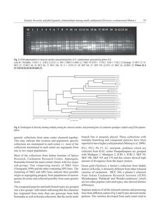 Genetic diversity and phylogenetic relationships among small cardamom (Elettaria cardamomum Maton.)                                        53




Fig. 3: ISSR polymorphism in released varieties and promising lines of E. cardamomum, generated by primer IS 6
Lane M. 1 kb ladder, 1.ICRI 1, 2... ICRI 2, 3.CCS 1, 4...RR 1, 5.NKE 9, 6.NKE 12, 7.NKE 19, 8.PV 1, 9. PV 2, 10.M 1, 11.M 2, 12.Sampajie, 13. MCC 12, 14.
MCC 21, 15.MCC 40, 16. MCC 85, 17. MCC 346, 18. S 1, 19.PS 27, 20. SKP 165, 21. SKP 170, 22.HY3, 23. MHC 26, 24.MHC 27; Primer IS 6
(51-CACACACACACACAAG 3’)




Fig. 4: Dendrogram of diversity showing similarity among the released varieties and promising lines of cardamom genotypes studied using ISSR polymor-
phism


general, collections from same center clustered together.                     branch line is uniquely placed. These collections with
This may indicate that location and population specific                       multiple branching and compound panicles have been
collections are maintained in each center i.e. most of the                    reported to have higher yield potential (Miniraj et al, 2000).
collections maintained in each center are segregants from                     PV1, PV2, PS 27, S1, minipink, pinkbase which are
one or two major populations.                                                 collected from KAU center Pampadumpara are grouped
Most of the collections from Indian Institute of Spices                       with Mudigere 1, Mudigere 2, ICRI 1, ICRI 2, SKP 50,
Research, Cardamom Research Center, Appangala,                                SKP 100, SKP 165 and 170 and this cluster showed high
Karnataka formed the main central cluster with two major                      amount of divergence from the major clusters.
sub-groups. One comprising mainly of NKE lines                                Green gold (Njallani), a farmer’s collection from Idukki
(Venugopal,1999) and the other containing APG lines. The                      district of Kerala, is distinctly different from other released
clustering of NKE and APG lines indicate their possible                       varieties of cardamom. MCC 260, a planter’s selection
origin as segregating progeny from populations of narrow                      from Indian Cardamom Research Institute (ICRI)
genetic diversity and collected possibly from same genetic                    Myladumpara, ‘Pallakodi’ and ‘Wonder cardamom’, which
stock.                                                                        are two other popular cultivated types, also showed distinct
                                                                              differences.
The compound panicles and multi branch types are grouped
into a few groups’ individuals indicating that this character                 Separate analysis of all the released varieties and promising
has originated from more than one genotype from both                          lines from different centers (Fig 2 and 4) also showed similar
Karnataka as well as Kerala collections. But the sterile multi                patterns. The varieties developed from each center tend to
 